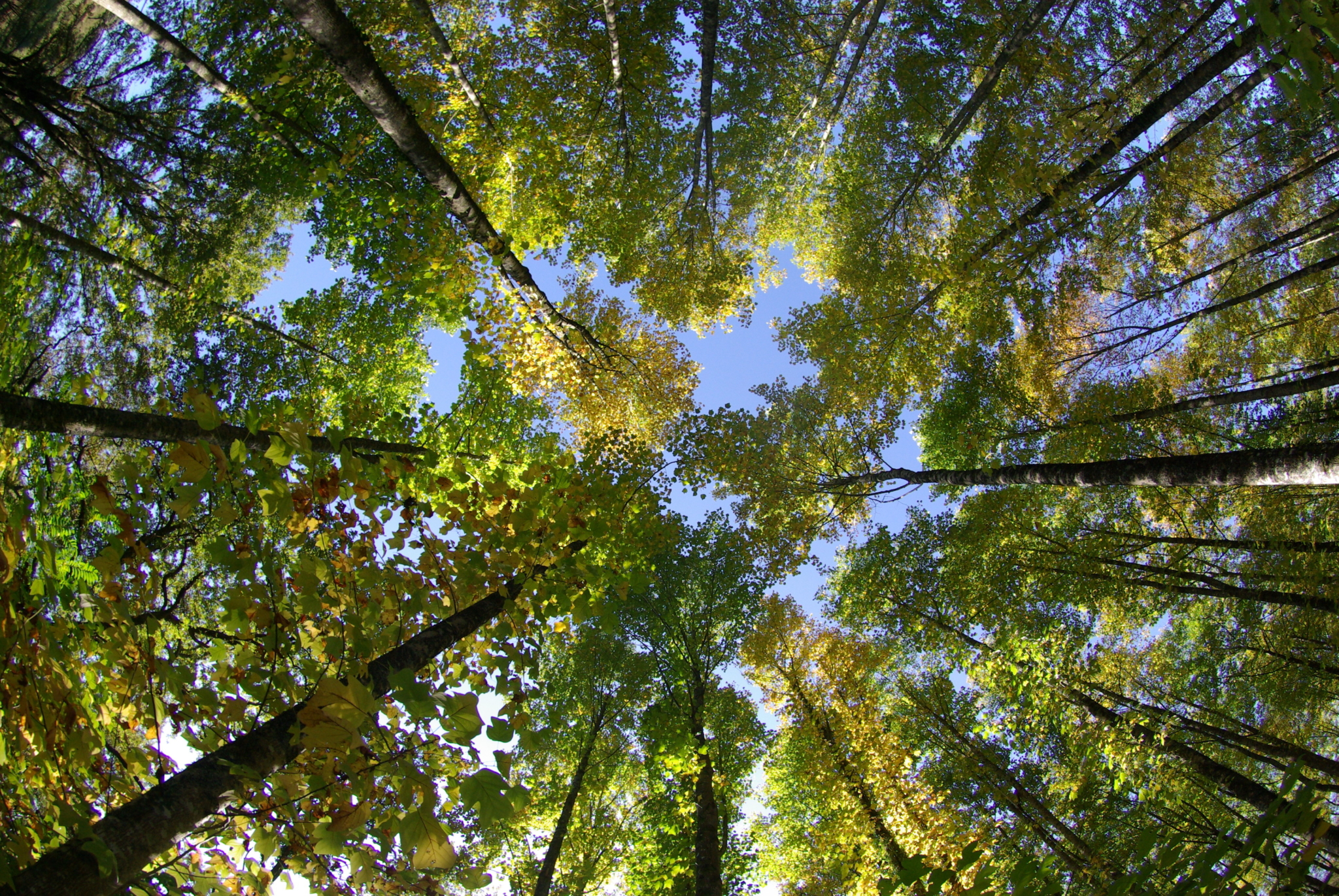 Agence Boinet – Importateur de Bois France Agence Boinet - Importateur de Bois France